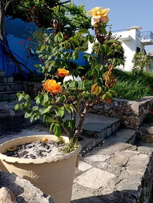 a plant in a pot with flowers in it at Iliana's Bungalow in Arménoi