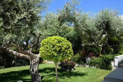 a tree in the middle of a yard at Sunlight Breeze Villa in Chania Town