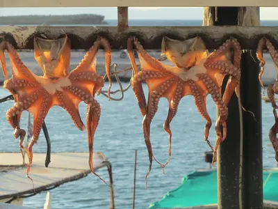two orange starfish hanging from a railing on a boat at Economy Studio Apartments in Chania Town