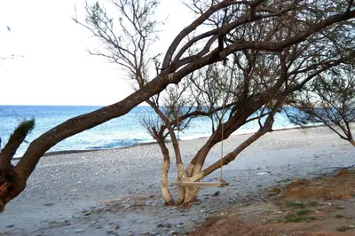 a swing hanging from a tree on the beach at Augusta Country House in Derés