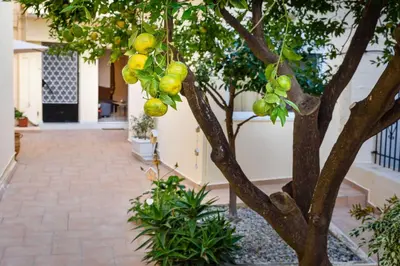 a tree with lots of green fruit hanging from it at Lithinon House in Chania Town