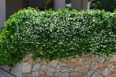 a bush with white flowers on a stone wall at Urban 35 in Chania Town