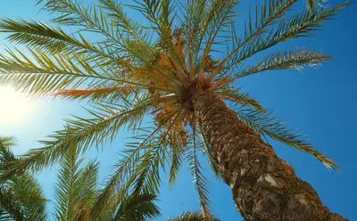 a palm tree with the sky in the background at Kallitsakis Beach in Plataniás