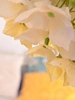 a close up of white flowers in a vase at Villa Fanouris in Chania Town