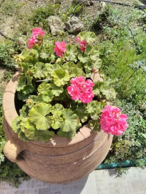 a wooden planter with pink flowers in it at Eliana in Kissamos