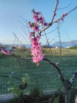 a tree with pink flowers in front of a fence at Eliana in Kissamos