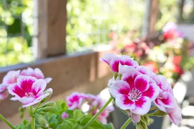 a group of pink flowers in a garden at Villa Roxani in Mesklá