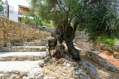 a tree in front of a stone wall with stairs at Ortaki Traditional House in Loúlos