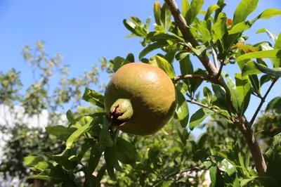 a pomegranate is hanging from a tree at Casa Manolesos in Chorafakia