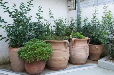 a group of four pots with plants in them at Cityscape House in Chania Town