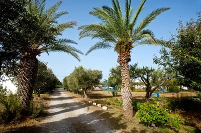 a road lined with palm trees in a park at Dolphin Apartments in Frangokastello