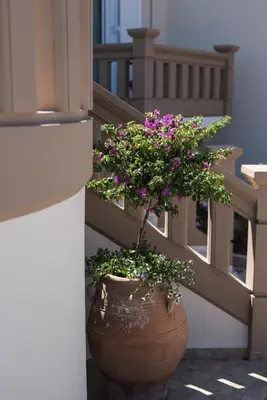 a plant in a large pot on the side of a building at Villa Ira in Chorafakia