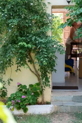 a tree growing on the side of a house at Irtakina in Sougia