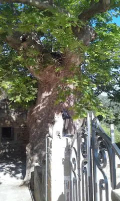 a cat sitting on top of a fence at Traditional House Koukounara in Kissamos