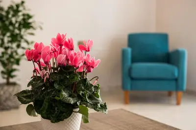a vase of pink flowers on a table with a blue chair at Jasmine in Maleme