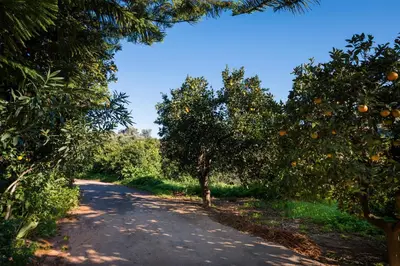 an orange tree lined road in an orchard at Casa Arokaria in Pendarianá