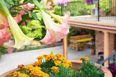 a bunch of flowers in a pot in a garden at Casa Arokaria in Pendarianá