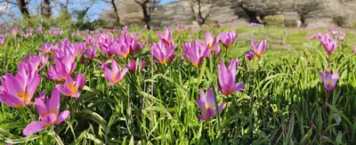 a field of purple flowers in a field of grass at Neos Omalos Hotel in Omalós