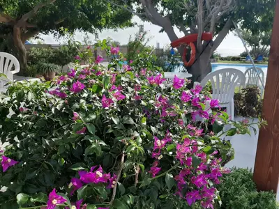 a bush with purple flowers and white chairs at Viena Rooms & Apartments in Palaiochóra