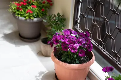 three potted flowers sitting on a window sill at Dreamy Holidays Apartment in Chania Town