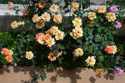 a bunch of flowers in a pot on a wall at Dreamy Holidays Apartment in Chania Town