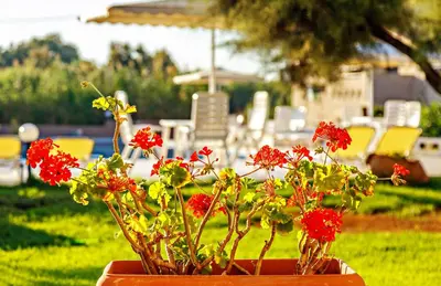 a potted plant with red flowers in a yard at Matzi Hotel Apartments in Gerani Chanion