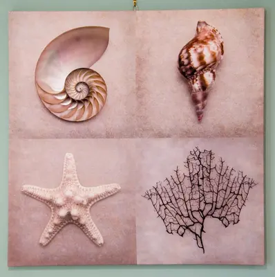 a group of four pictures of seashells and a starfish at Downtown Studio Chania in Chania Town