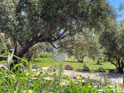 a tree in the middle of a field with flowers at WeCrete Apartments in Drapaniás