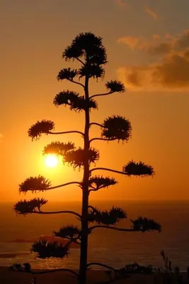 a pine tree in front of a sunset at Kavousi Resort in Falasarna