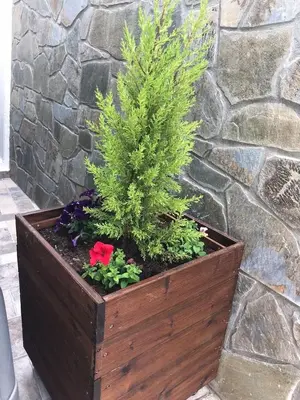 a wooden planter with a pine tree and flowers at Maria & Zachos House in Kissamos