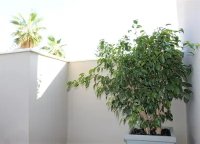 a plant in a pot next to a white wall at Casa Ariadne in Plataniás