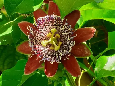 a close up of a red flower on a tree at Diana Rooms in Chania Town