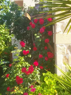a bunch of red roses growing on a wall at Golden Sun Apartments in Falasarna