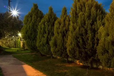 a row of trees next to a road at Georgia Sunset in Trákhilos