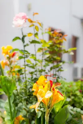 a group of yellow and orange flowers in a garden at Stellar Apartments II in Plataniás