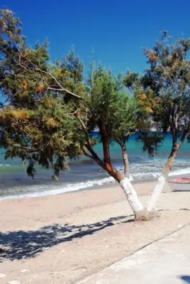 two trees on a sandy beach near the ocean at Kalives Apartments in Kalyves