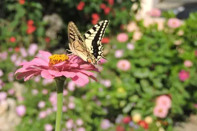 a butterfly is sitting on a pink flower at Golden Rose Suites in Kolymvari