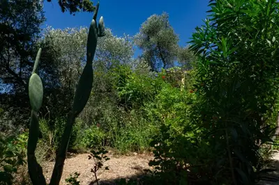 a plant with long green leaves in a garden at Cottage home at South Chania in Grigorianá