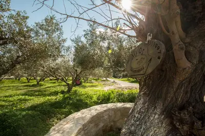 a tree with a clock on the side of it at Μylos in Kissamos