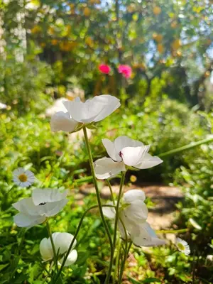 a group of white flowers in a garden at Olive Lemon Biophilic House & Lush Forest Garden in Vamos
