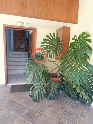 two plants in front of a building with a door at Penthouse in Chania Town