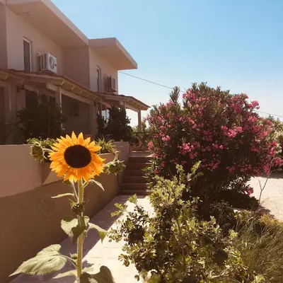 a sunflower in a garden in front of a house at Theodosia Studios in Kalathas