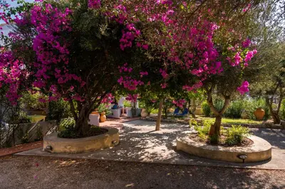 two trees with pink flowers in a park at Orionas Village in Kato Daratso