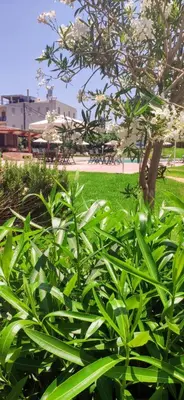 a green bush with white flowers in a park at Hotel Peli in Kissamos