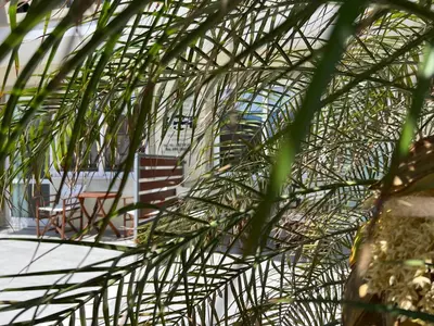 a close up of a palm tree at Artemis Rooms two steps by the sea in Plataniás