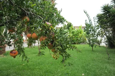 a bunch of oranges hanging from trees in an orchard at Evilion hotel in Stalos