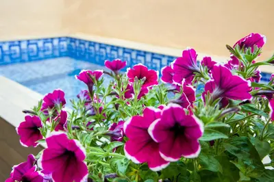 a bunch of pink flowers in front of a pool at Aretousa Suites in Chania Town