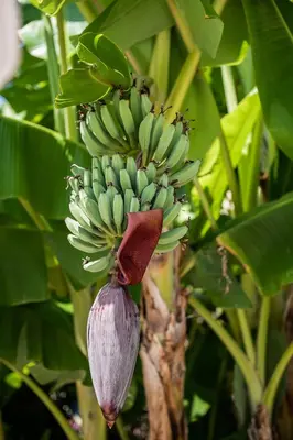 a bunch of green bananas hanging from a tree at Forum Suites in Kato Daratso