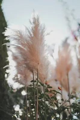 a bunch of pampas grass in a tree at Dionyssos Village in Kato Daratso