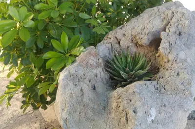 a small plant sitting in a rock at Wood & Stone in Kissamos